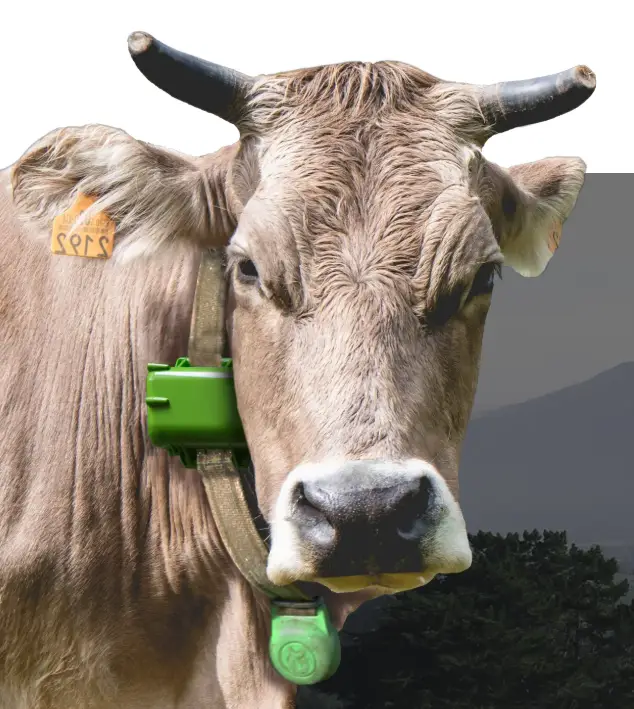 Ixorigue GPS collar for cattle tracking