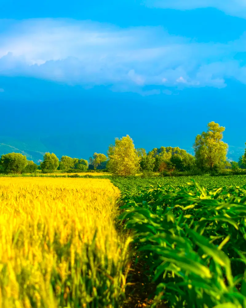 Arable farming - ponuda poljoprivrednih zemljišta i imanja
