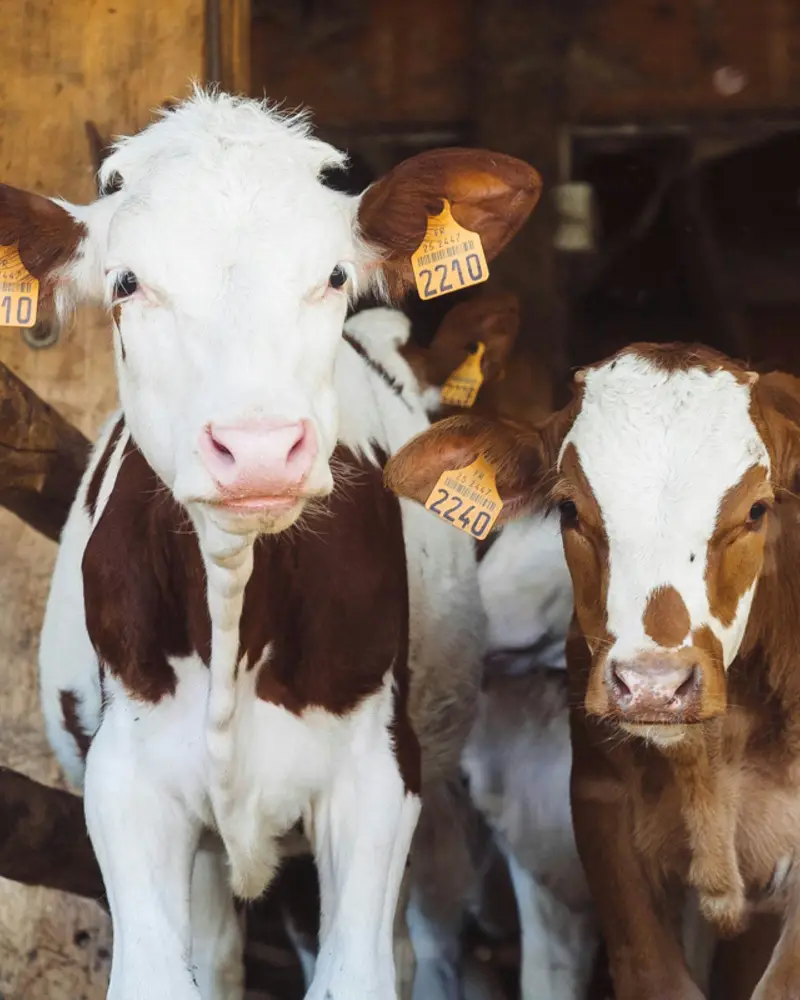 Livestock - ponuda poljoprivrednih zemljišta i imanja