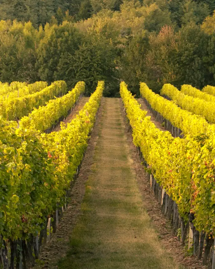Članak: Vinograd u zalazu sunca